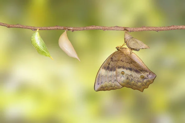 Возникающие и хризали бабочки (Discophota s — стоковое фото
