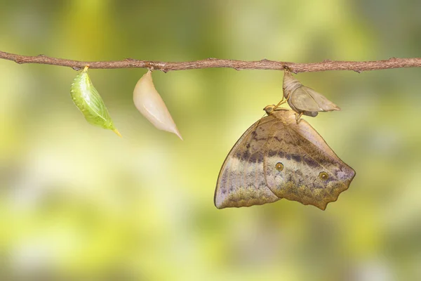 Ortaya çıkan ve chrysalis ortak beceriksiz kelebek (Discophota s — Stok fotoğraf