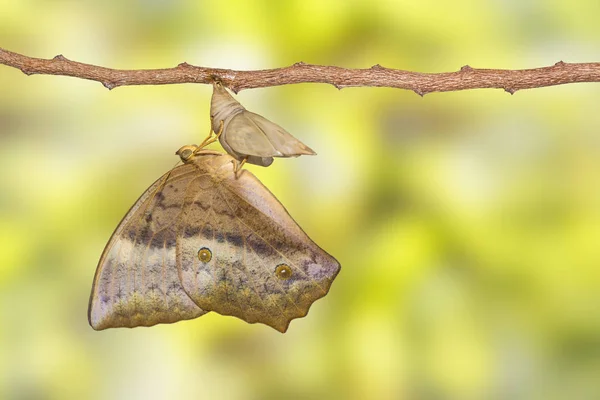 Emersione di farfalla comune duffer (Discophota sondaica Boisdu — Foto Stock