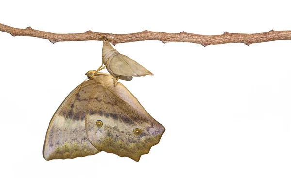 Izolowane, pojawiające się z często lufa motyl (Discophota sondai — Zdjęcie stockowe