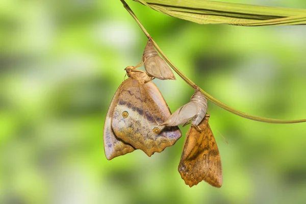 Появление бабочки (Discophota sondaica Boisdu) — стоковое фото