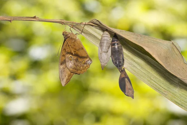 Opkomst van gemeenschappelijke sufferd vlinder (Discophota sondaica Boisdu — Stockfoto