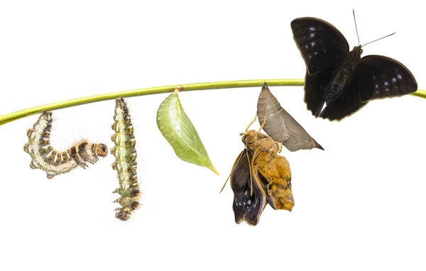 Жизненный кликл бабочки (Discophota sondaica Boi — стоковое фото