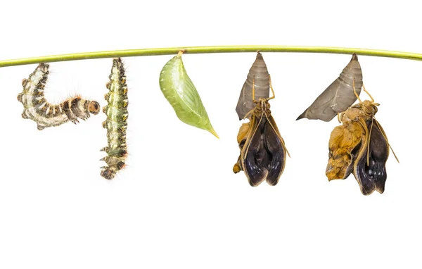 Ciclo de vida de la mariposa común (Discophota sondaica Boi — Foto de Stock