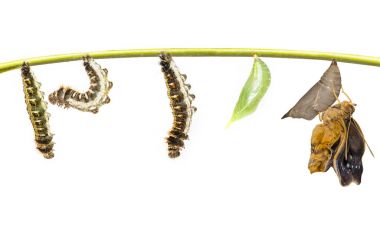 Hayat clycle ortak beceriksiz kelebek (Discophota sondaica Boi