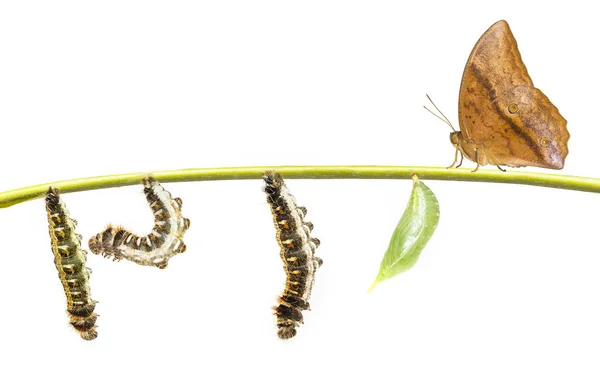Ciclo de vida de la mariposa común (Discophota sondaica Boi — Foto de Stock