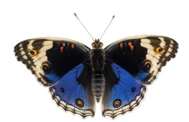 Erkek mavi homo kelebek (Junonia orit yalıtılmış dorsal görünümünü