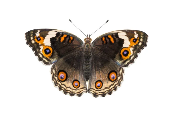 Vista dorsal isolada da borboleta azul pansy fêmea (Junonia ou — Fotografia de Stock