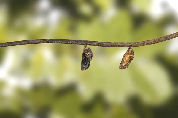 蝶蛹的蓝色紫罗兰蝴蝶 (Junonia orithya Linnaeus) h — 图库照片