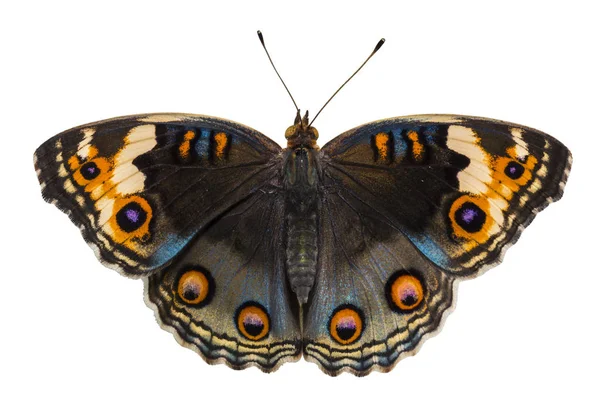 Isolierte dorsale Ansicht des blauen Stiefmütterchen-Schmetterlings (junonia orithya l — Stockfoto