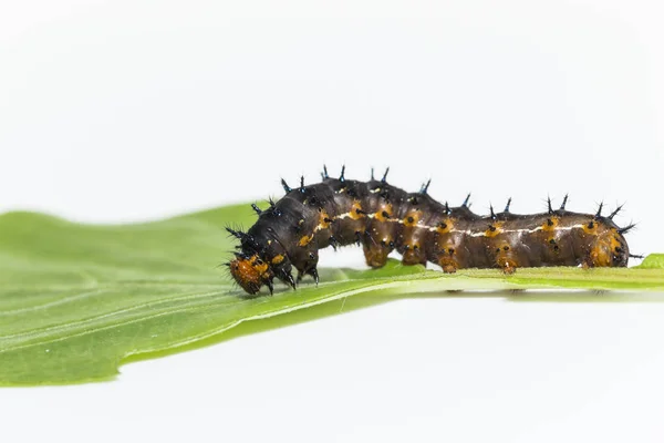 Caterpillar niebieski motyl bratek (Junonia orithya Linneusza ) — Zdjęcie stockowe