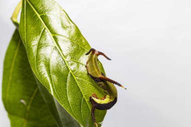 Restin Caterpillar ortak harita (Cyrestis thyodamas) kelebek
