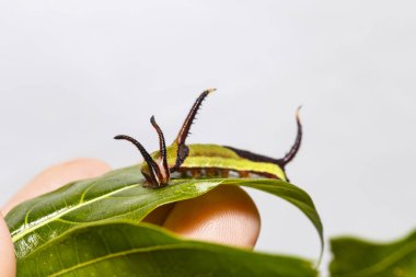 Restin Caterpillar ortak harita (Cyrestis thyodamas) kelebek