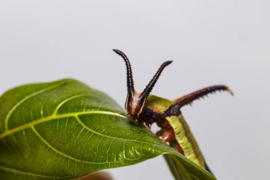 Restin Caterpillar ortak harita (Cyrestis thyodamas) kelebek