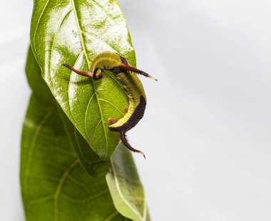 Restin Caterpillar ortak harita (Cyrestis thyodamas) kelebek