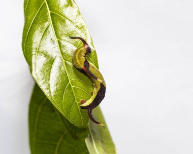 Restin Caterpillar ortak harita (Cyrestis thyodamas) kelebek