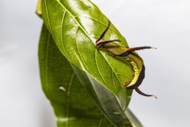 Restin Caterpillar ortak harita (Cyrestis thyodamas) kelebek