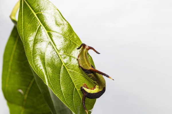 Restin Caterpillar ortak harita (Cyrestis thyodamas) kelebek