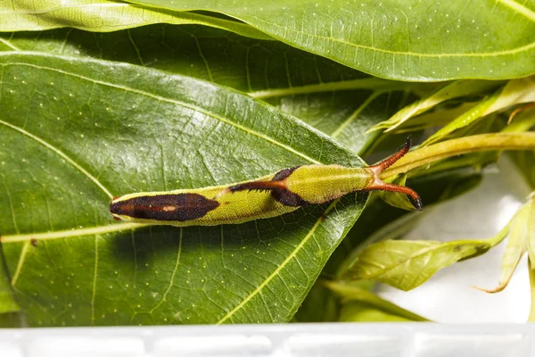 Caterpillar of Common map (Cyrestis thyodamas) — стоковое фото