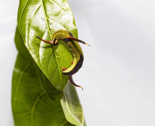 Restin Caterpillar ortak harita (Cyrestis thyodamas) kelebek