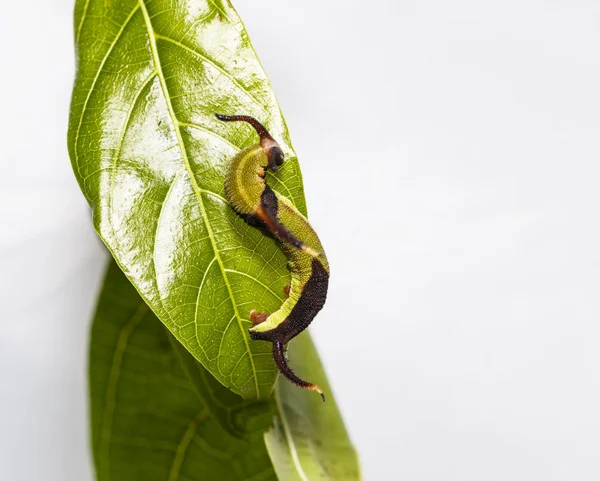 Restin Caterpillar ortak harita (Cyrestis thyodamas) kelebek