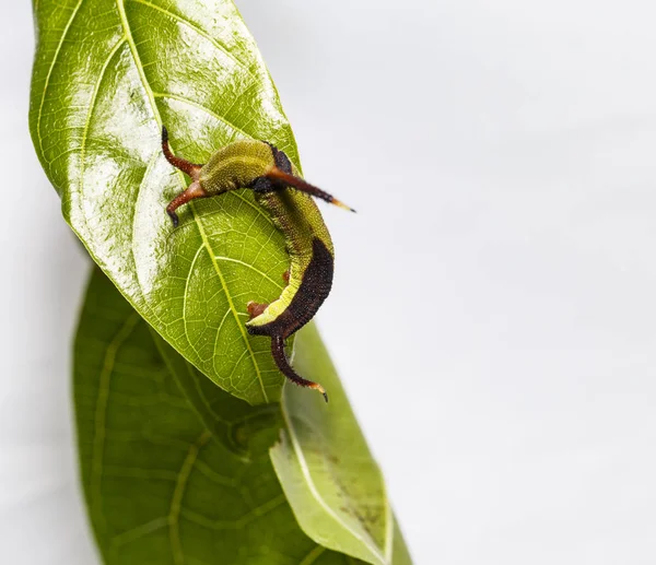 Restin Caterpillar ortak harita (Cyrestis thyodamas) kelebek