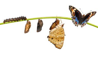 Erkek mavi homo kelebek (Junonia orithya Linnae yaşam döngüsü