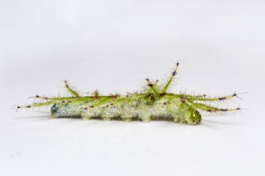 Caterpillar banka şatafatlı Baron kelebek (Euthalia luben