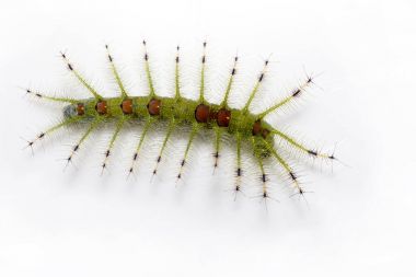 Caterpillar banka şatafatlı Baron kelebek (Euthalia luben
