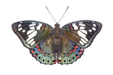 Ortak şatafatlı Baron kelebek (Euthalia yalıtılmış dorsal görünümünü 