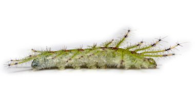 Caterpillar banka şatafatlı Baron kelebek (Euthalia luben