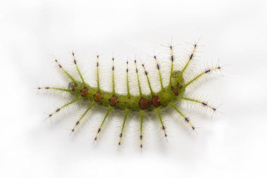 Caterpillar banka şatafatlı Baron kelebek (Euthalia luben