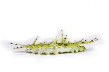 Caterpillar banka şatafatlı Baron kelebek (Euthalia luben