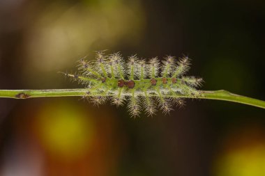 Caterpillar banka şatafatlı Baron kelebek (Euthalia luben