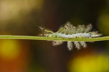 Caterpillar banka şatafatlı Baron kelebek (Euthalia luben