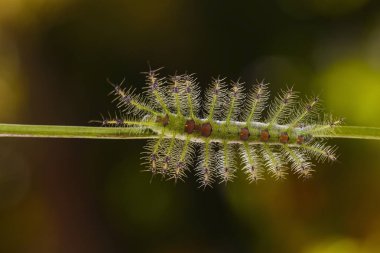 Caterpillar banka şatafatlı Baron kelebek (Euthalia luben