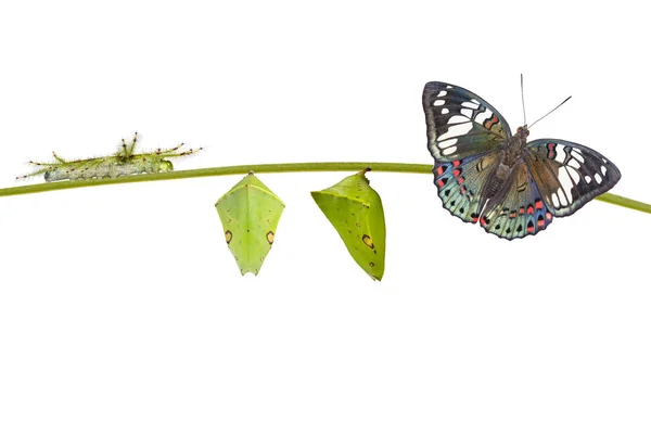 Životní cyklus společného křiklavé Baron Butterfly (Euthalia lubentina — Stock fotografie