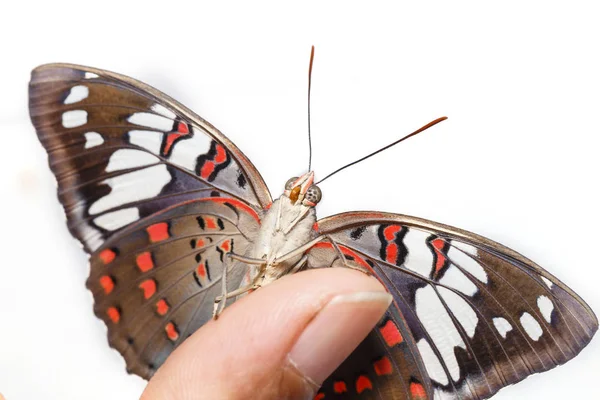 Common bonte Baron vlinder (Euthalia lubentina) aan menselijke fin — Stockfoto