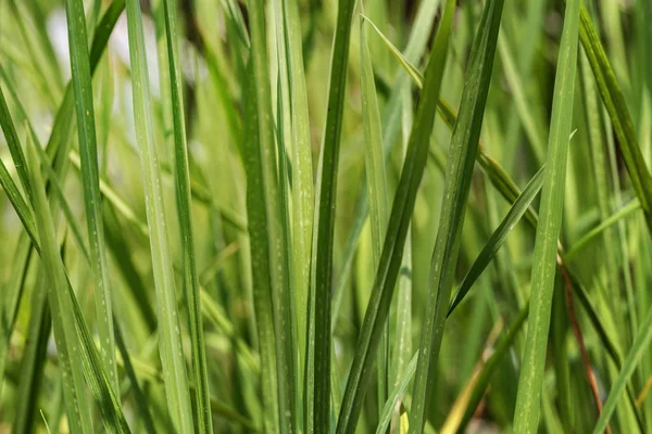 Close up van rijst boom voor achtergrond — Stockfoto
