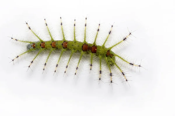 Caterpillar of the Commom Gaudy Baron fluture (Euthalia luben — Fotografie, imagine de stoc