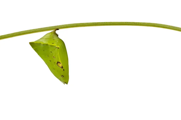 分離の一般的な派手な男爵蛹蝶 (Euthalia lu — ストック写真