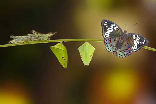 Ciclo de vida da borboleta-barão-comum (Euthalia lubentina — Fotografia de Stock