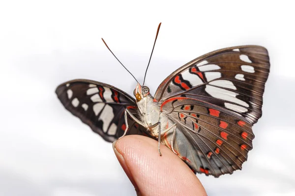 Mariposa común del barón llamativo (Euthalia lubentina) en la aleta humana —  Fotos de Stock