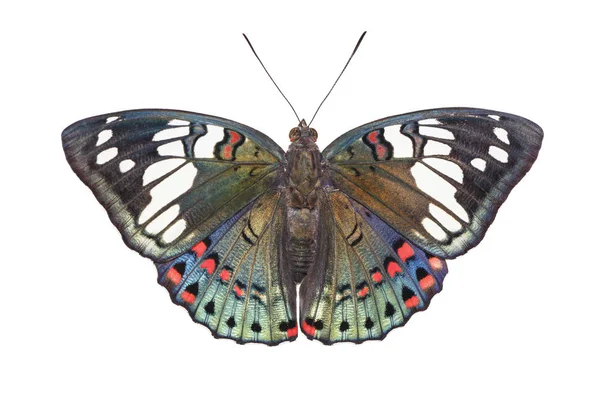 Isolerade dorsala synvinkel Common granna Baron fjäril (Euthalia — Stockfoto