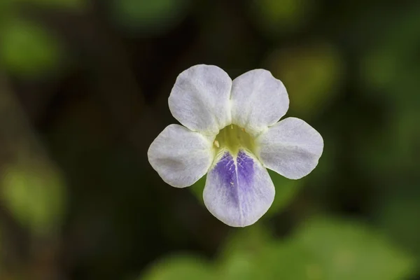 Luva rastejante branca ou flor violeta chinesa no jardim — Fotografia de Stock