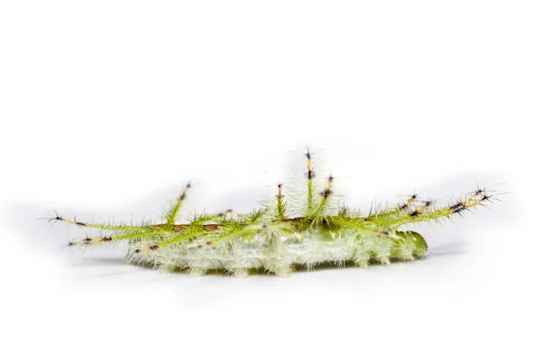 Oruga de la mariposa Barón Gaudy Commom (Euthalia luben — Foto de Stock