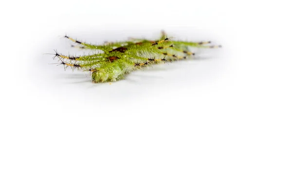 Caterpillar of the Commom Gaudy Barão borboleta (Euthalia luben — Fotografia de Stock