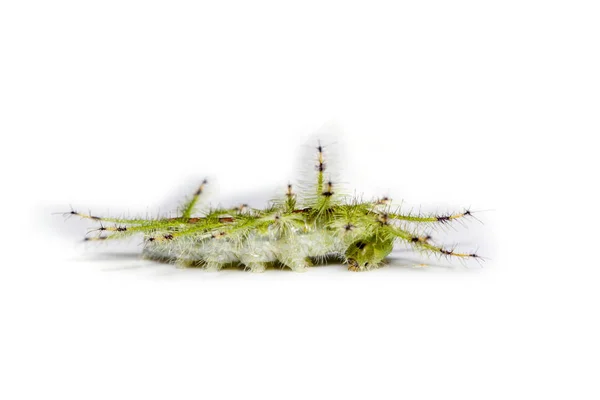 A közös cifra báró pillangó (Euthalia luben Caterpillar — Stock Fotó