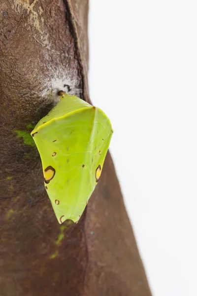 Chrysalis banka şatafatlı Baron kelebek (Euthalia lubenti — Stok fotoğraf