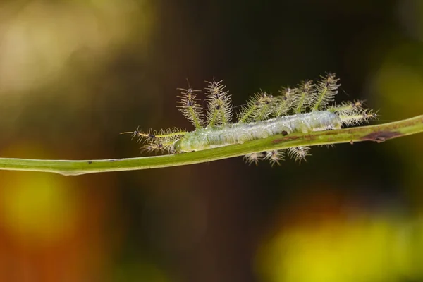 Caterpillar of the Commom Gaudy Baron butterfly ( Euthalia luben — Stock Photo, Image